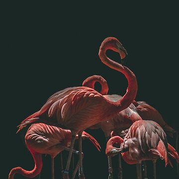 Artwork thumbnail, Flamingo quality by Zachlogic