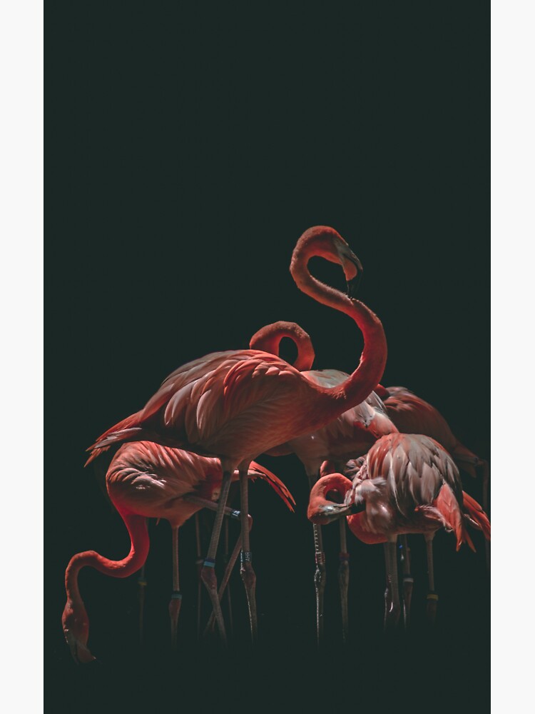 Thumbnail 3 of 3, Sticker, Flamingo quality designed and sold by Semapemodiba.