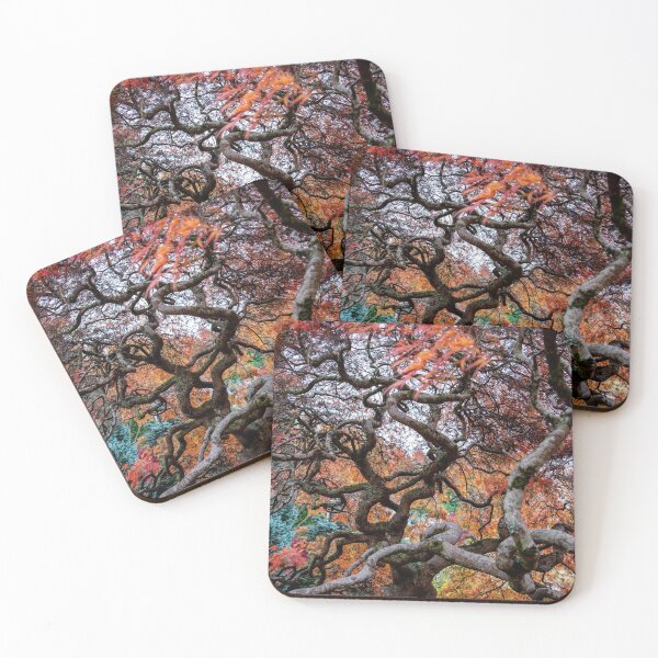 Item preview, Japanese Maple, Olinda, Dandenong Ranges, Victoria, Australia designed and sold by Vicki Walsh.