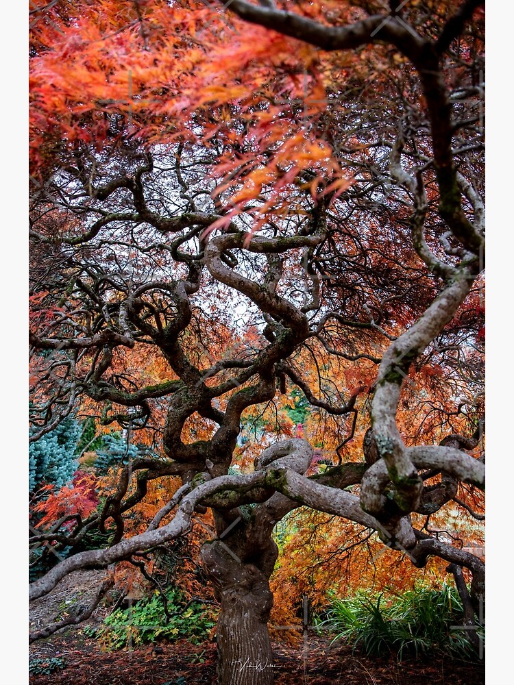 "Japanese Maple, Olinda, Dandenong Ranges, Victoria, Australia" Poster