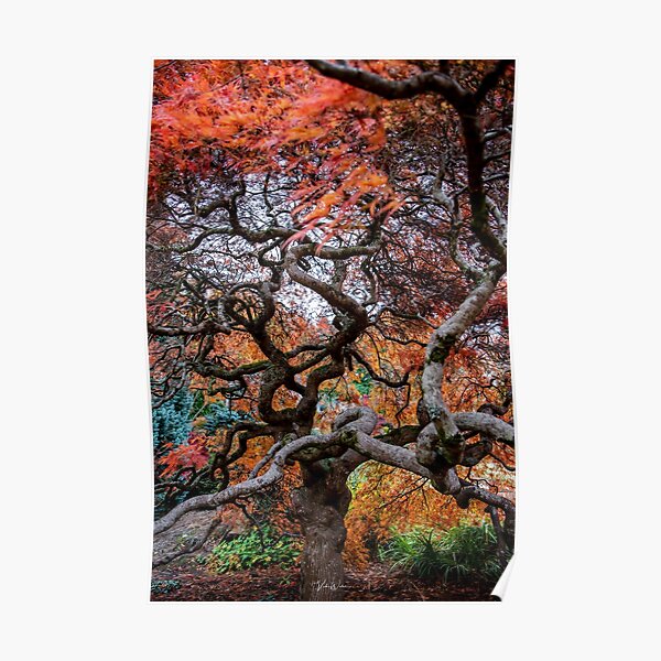 "Japanese Maple, Olinda, Dandenong Ranges, Victoria, Australia" Poster
