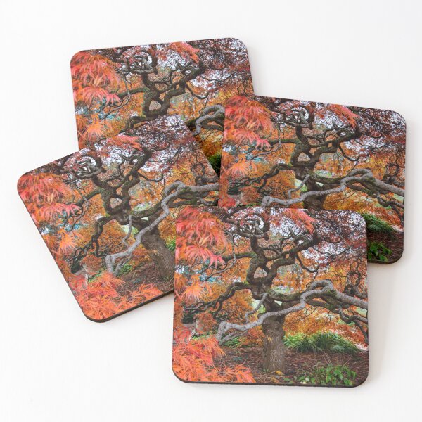 Item preview, Japanese  Maple, Olinda, Dandenong Ranges, Victoria, Australia designed and sold by Vicki Walsh.