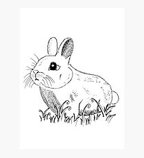 neugieriger Hase Fotodruck