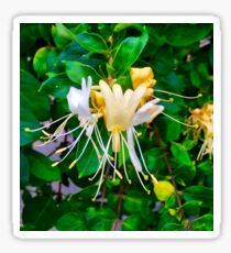 Honeysuckles Sticker