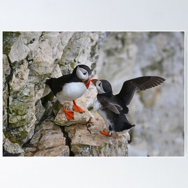 Item preview, Puffin pair on cliffside designed and sold by ClaireChown.