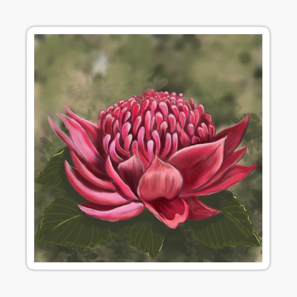 Item preview, Waratah with background designed and sold by Jagraphix.