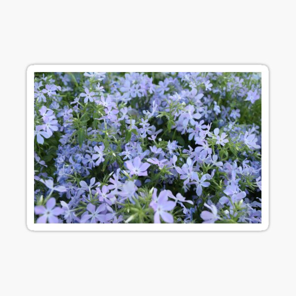 Vista previa del artículo con la obra «Phlox de montaña, vibraciones primaverales, hermosas flores azules, jardinería», diseñado y vendido por 10pmCreations.