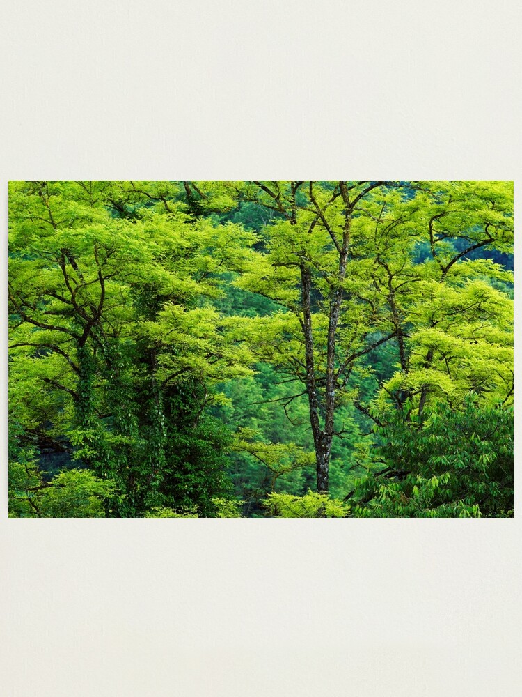 Alternate view of Last light of springtime Photographic Print