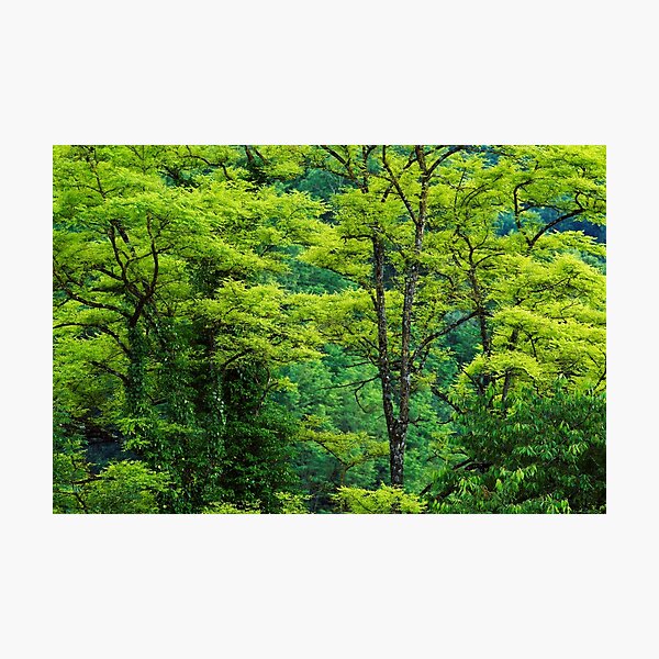 Photographic Print