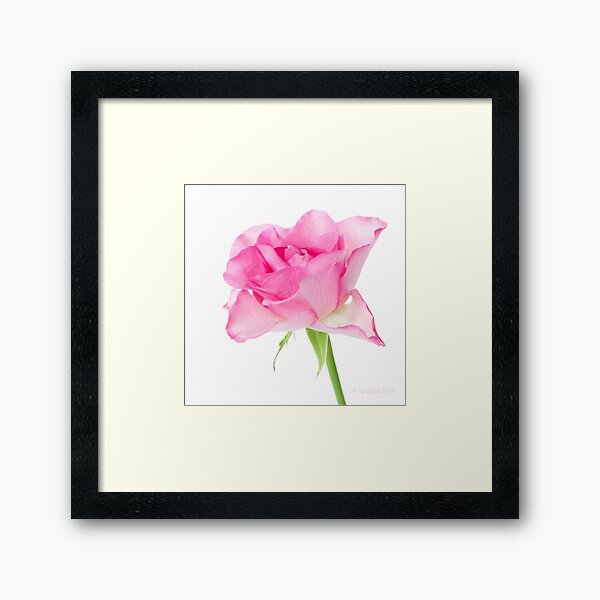 Rose Framed Art Print