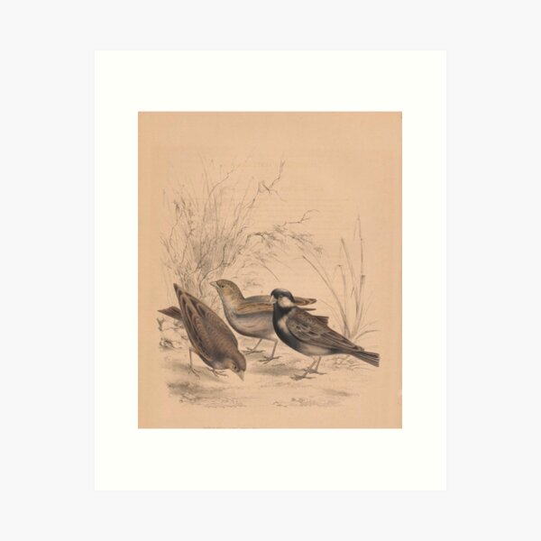 Item preview, Chipping Sparrow designed and sold by AllPerfect.