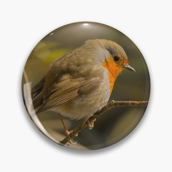 Item preview, Redebreast robin on a branch in the forest designed and sold by xophotography.