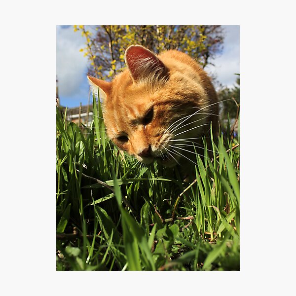 Ginger cat eating grass in garden Photographic Print