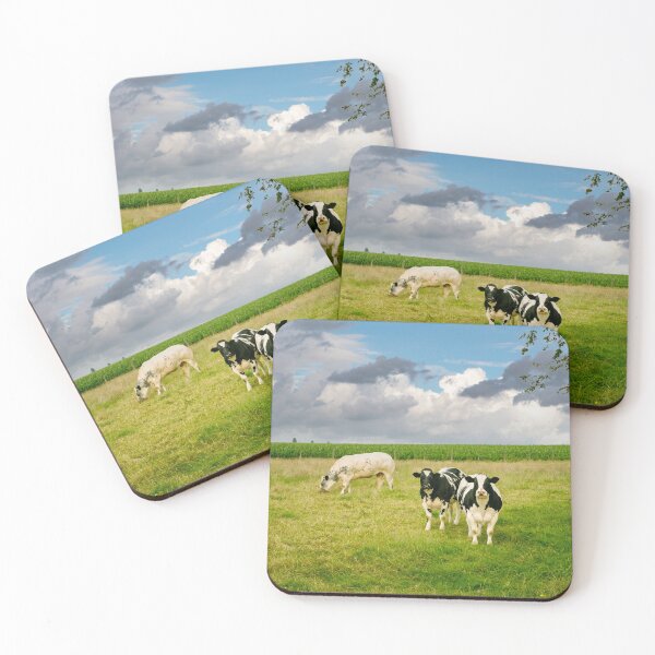 Item preview, Cows looking at the camera on a grassland in Flanders, Belgium designed and sold by svanaerschot.