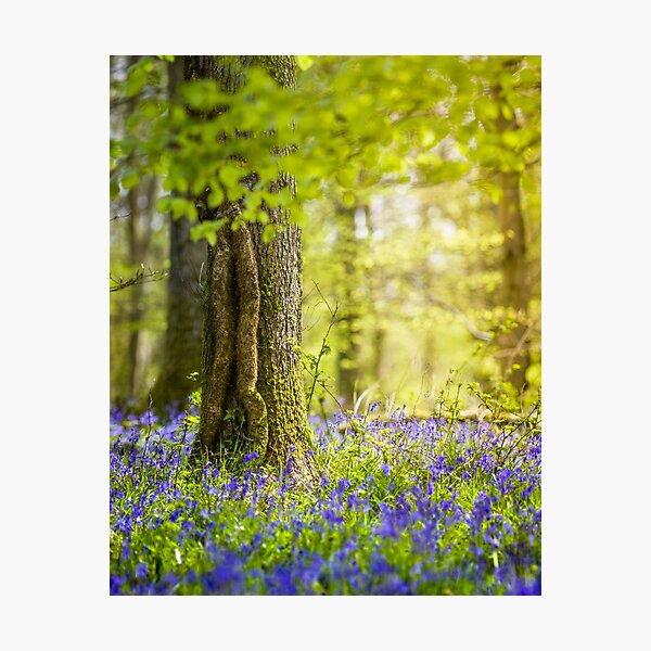 Item preview, Stunning Bluebell Wood Forest of Dean designed and sold by CyaniRose.