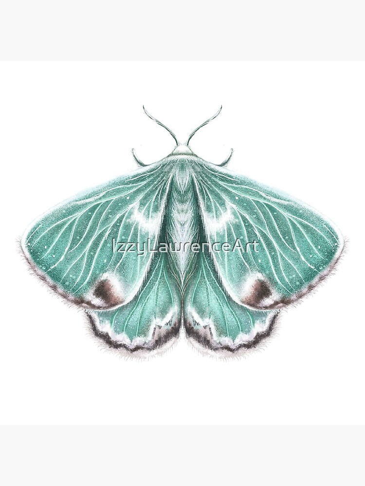 "Moth Illustration Emerald Moth Insect Butterfly Drawing Illustration Aesthetic