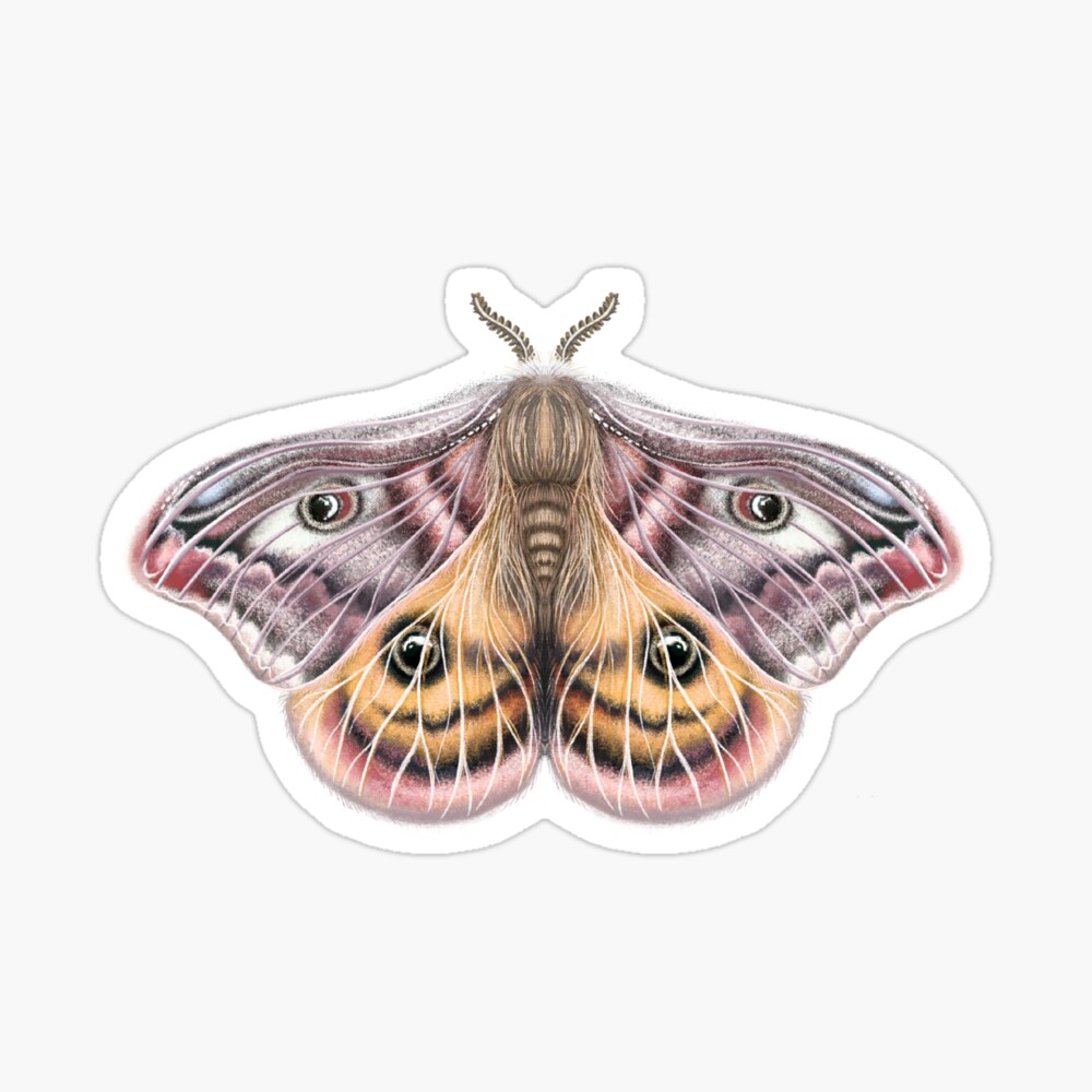 Zephyr eyed silk moth sticker, Silkmoth sticker, cute moth sticker,  butterfly stickers, silk moth illustration, moth drawing, moth painting