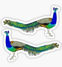 Peacock Sticker