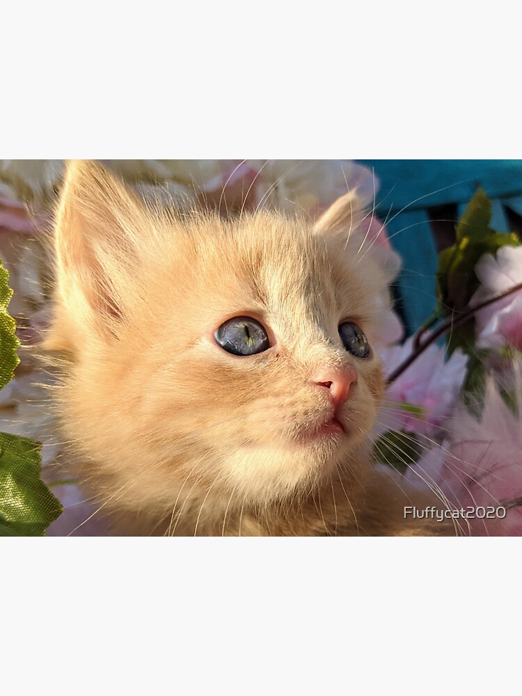 ginger ragdoll