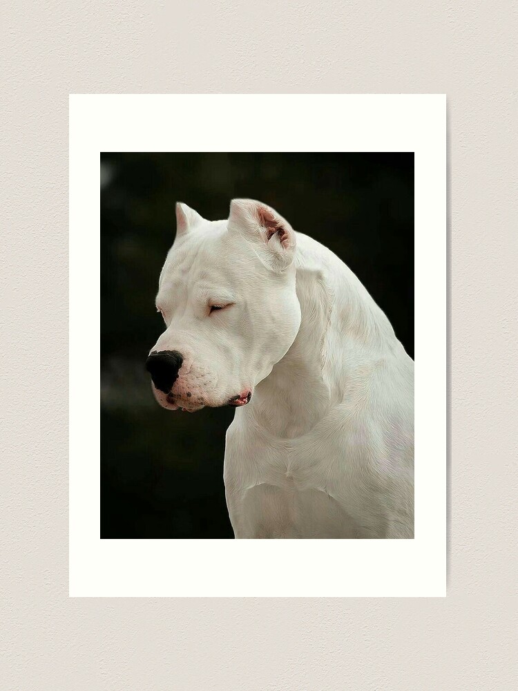 Dog Argentinian Mastiff / Dogo Argentino Our beautiful pictures are  available as Framed Prints, Photos, Wall Art and Photo Gifts