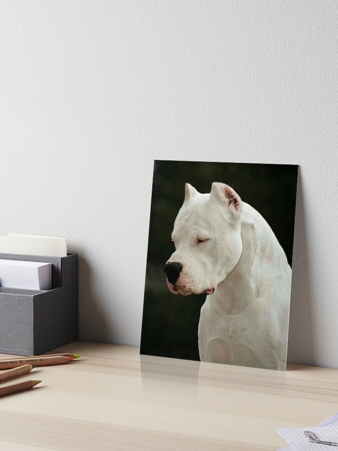 Dogo Argentino, an art print by Jonathan Wesslund - INPRNT