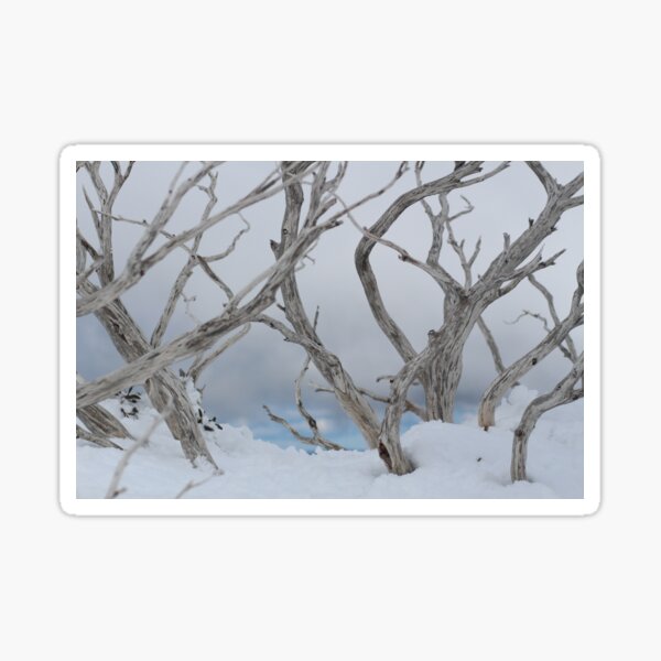 SNOW TREES Sticker