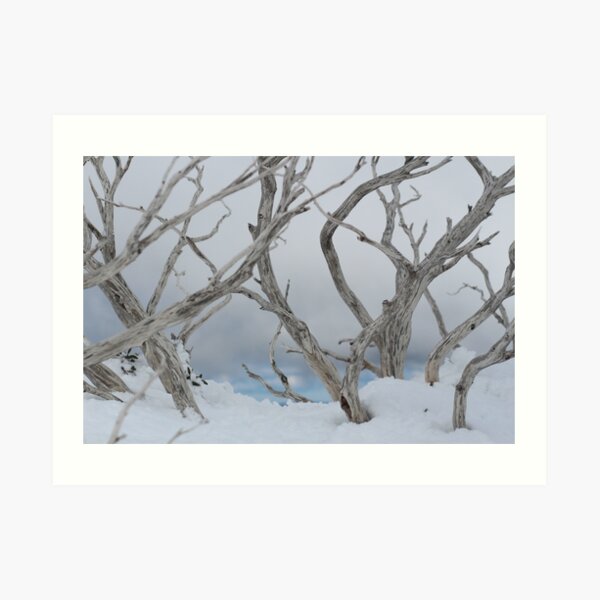 SNOW TREES Art Print