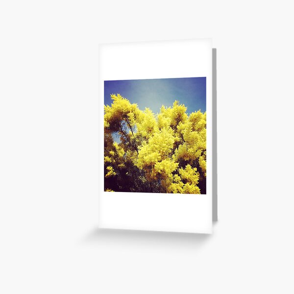 Mimosa Greeting Card