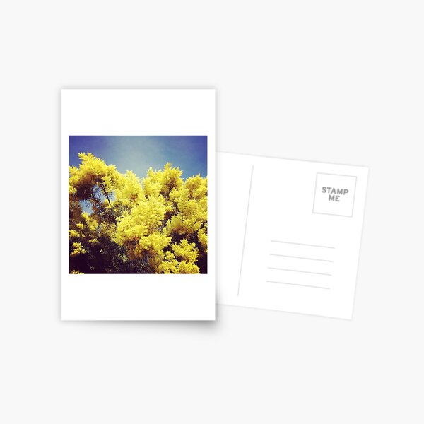 Mimosa Postcard