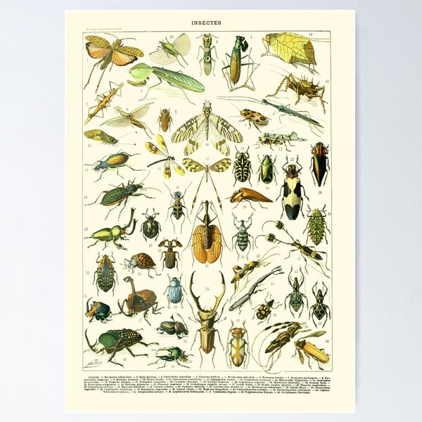 Item preview, Vintage Insects Larousse Print Adolphe Millot designed and sold by Sintija BILIKA.