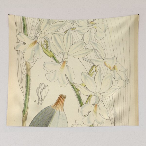 Item preview, Calanthe vestita Curtis' 78 (Ser. 3 no. 8) pl. 4671 (1852) designed and sold by EsotericBotanic.
