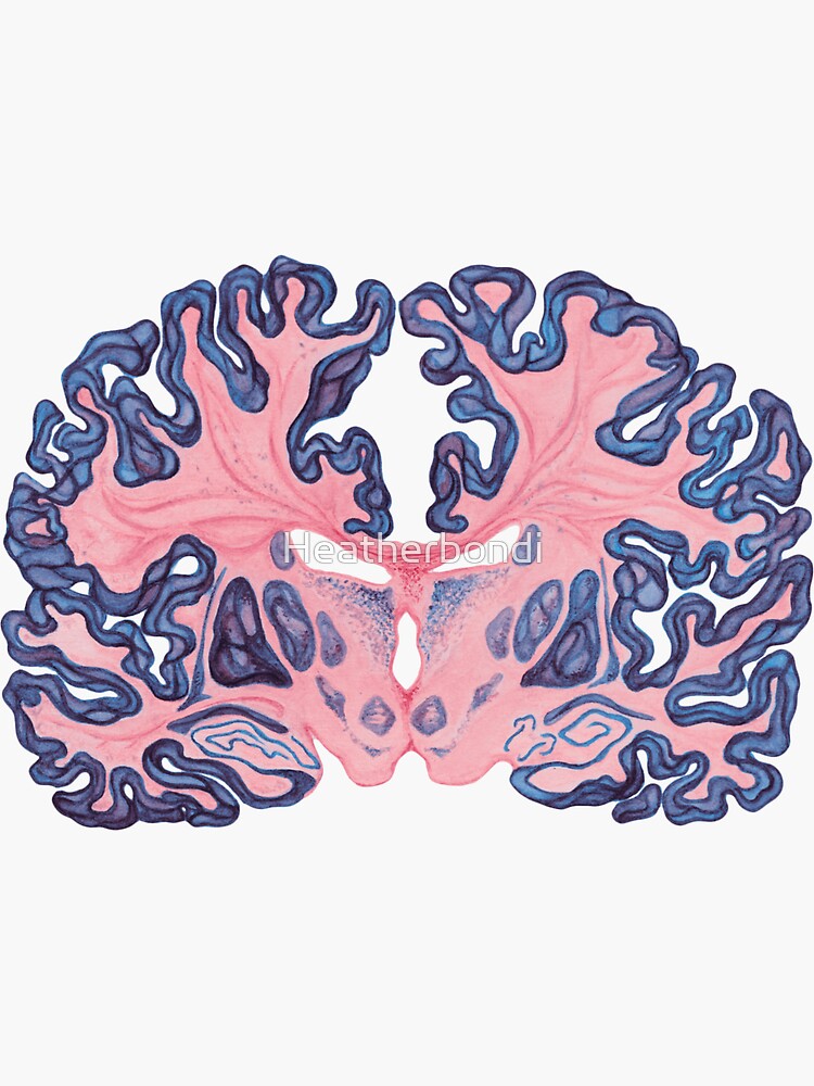 Gyri and Swirls of Human Brain by Heatherbondi