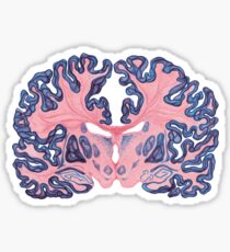 Gyri and Swirls of Human Brain Sticker