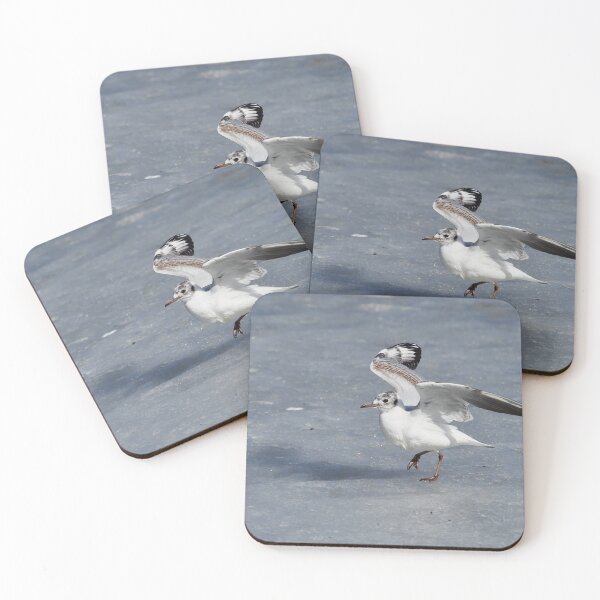 Item preview, Ready stedy go. Black-headed gull designed and sold by Jouko Lehto Photography.