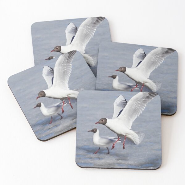 Item preview, Hello there how are you. Black-headed gull designed and sold by Jouko Lehto Photography.