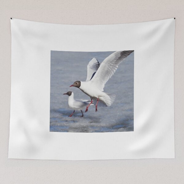 Item preview, Hello there how are you. Black-headed gull designed and sold by Jouko Lehto Photography.