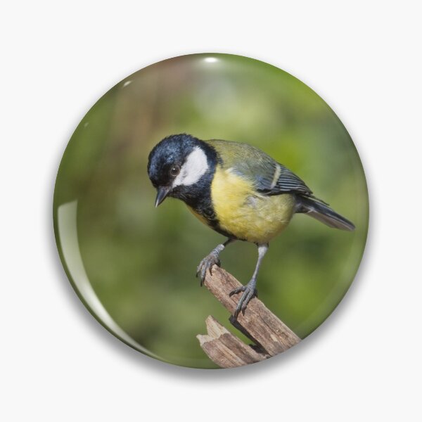 Item preview, Great Tit, Parus Major designed and sold by Rob Cole Photography.