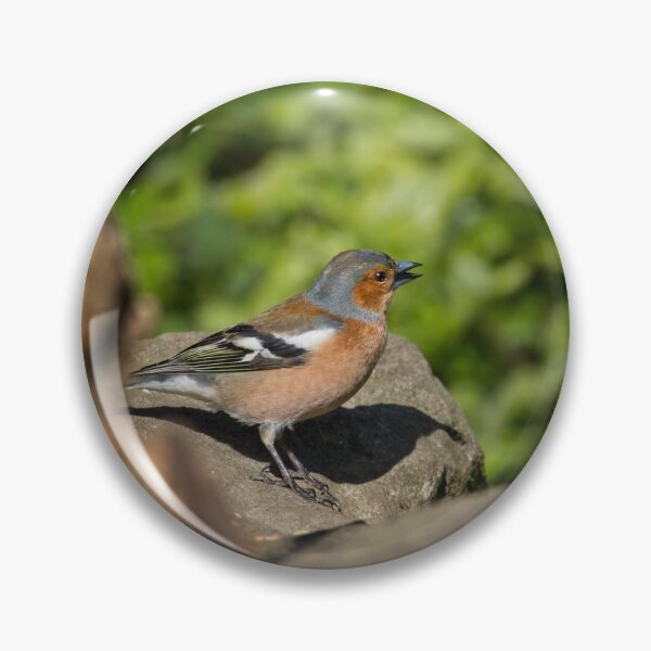 Item preview, Chaffinch, Fringilla coelebs designed and sold by Rob Cole Photography.