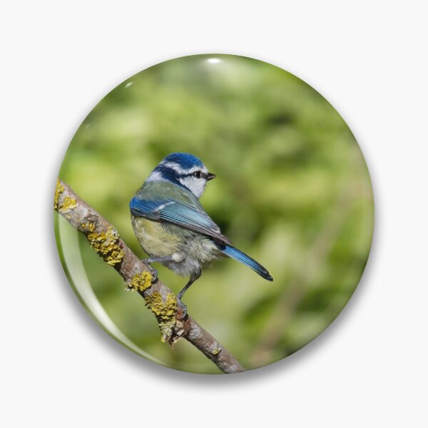 Item preview, Blue Tit, Cyanistes caeruleus designed and sold by Rob Cole Photography.