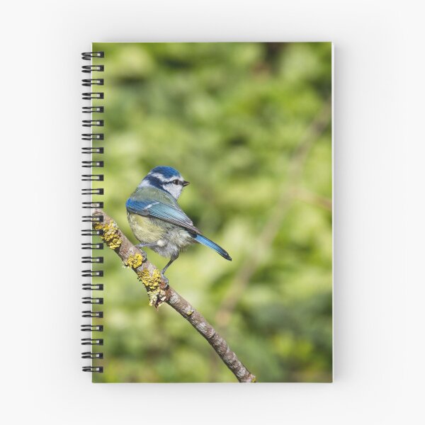 Item preview, Blue Tit, Cyanistes caeruleus designed and sold by Rob Cole Photography.