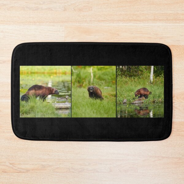 Item preview, Wolverine triptych designed and sold by Jouko Lehto Photography.