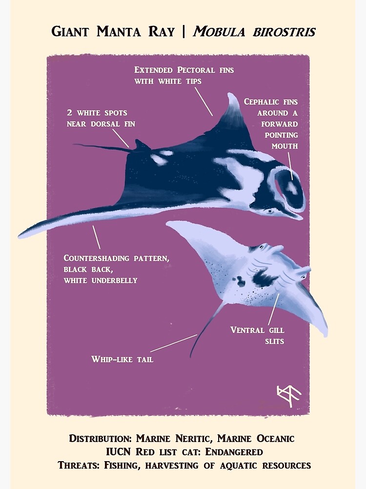 Giant Manta Ray Poster