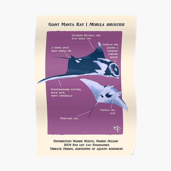 Giant Manta Ray Poster Poster