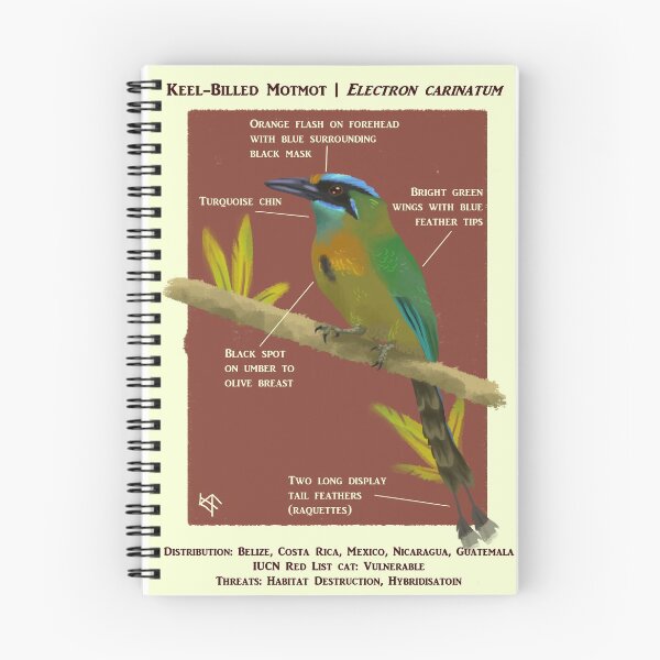 Item preview, Motmot Poster designed and sold by Aquariumaniac-s.