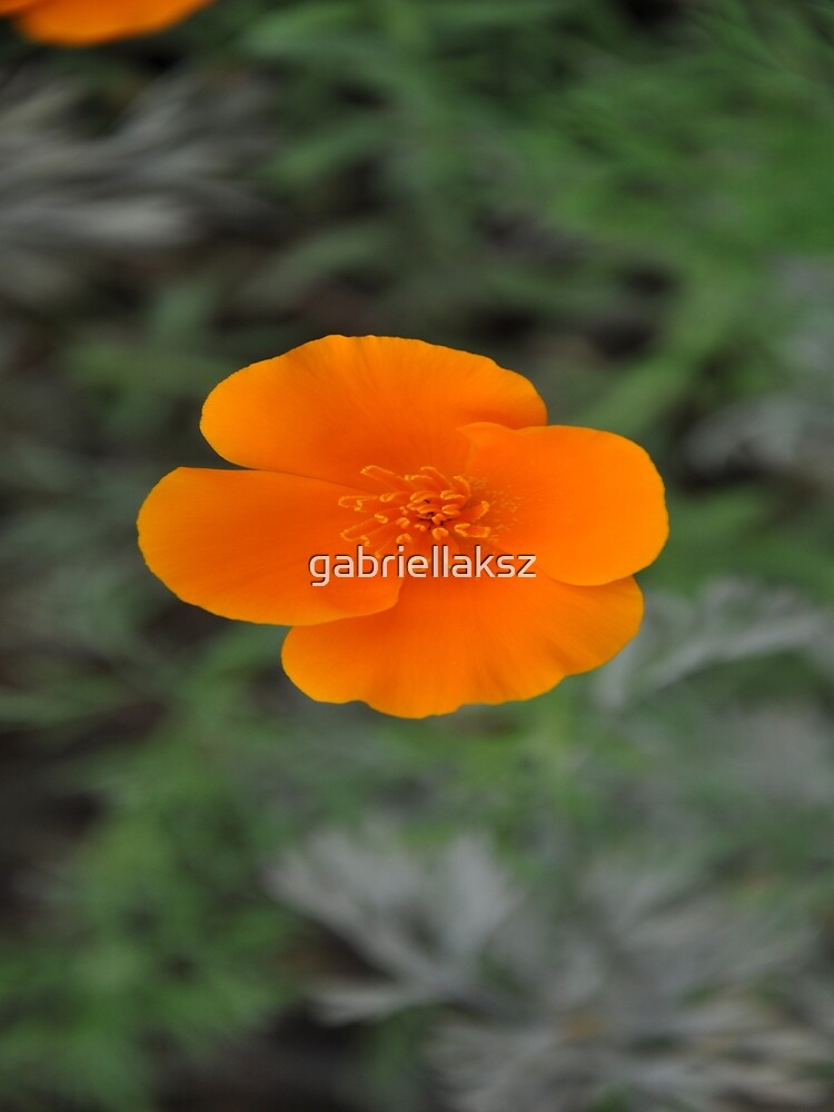 Flower power by gabriellaksz