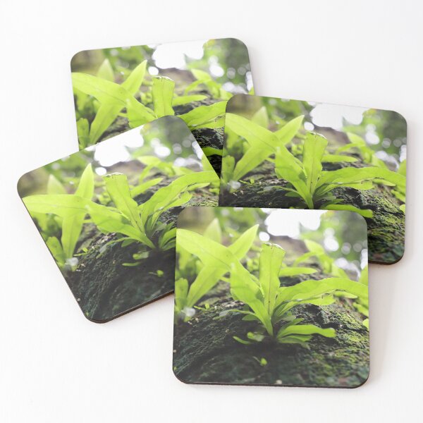 Item preview, Texture of moss covered old tree trunk and new leaves growing on it designed and sold by FCEalin.