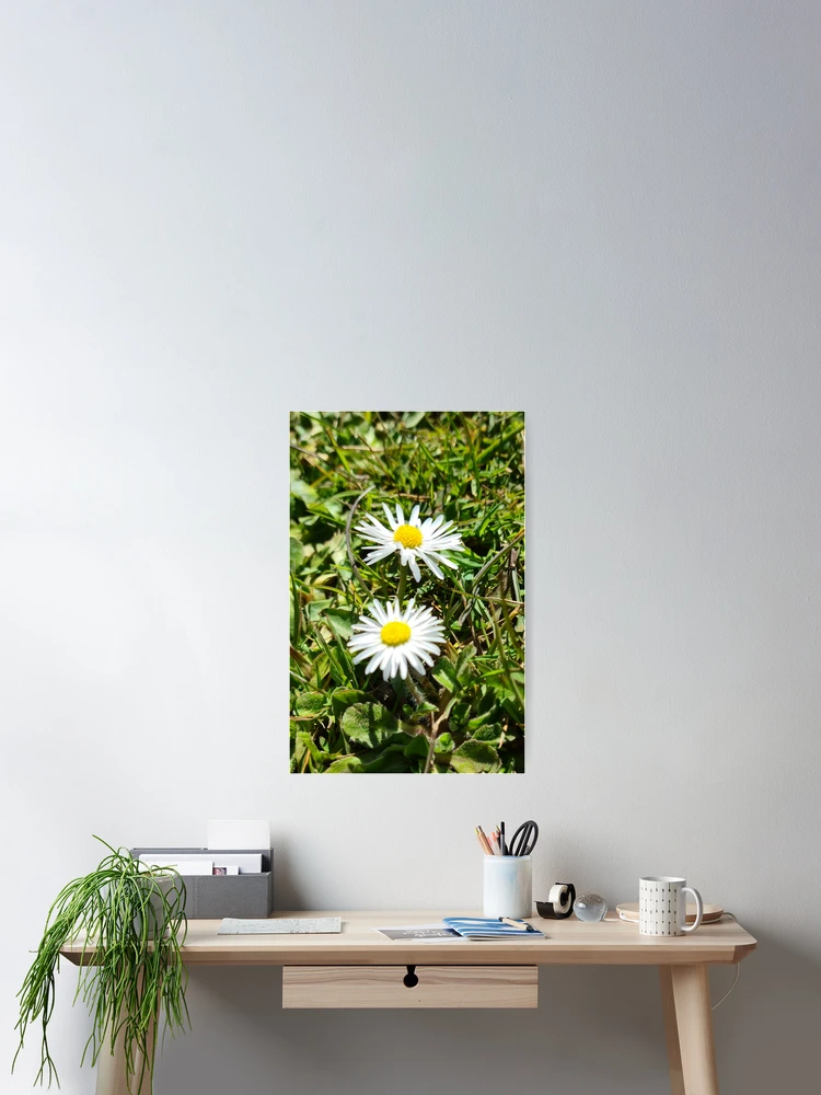 Thumbnail 2 of 3, Poster, Daisys designed and sold by RAdley21.