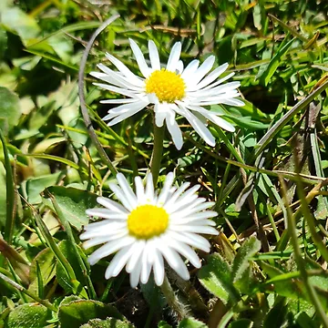 Artwork thumbnail, Daisys by RAdley21