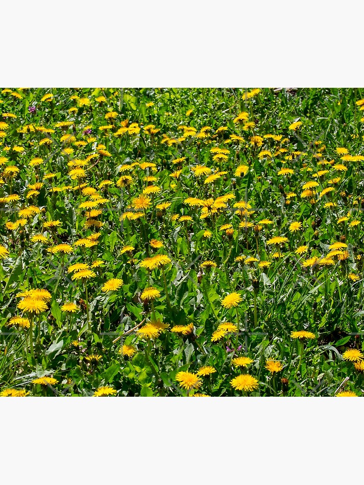 Yellow Dandelion Field Fine Art Photography by CWartDesign