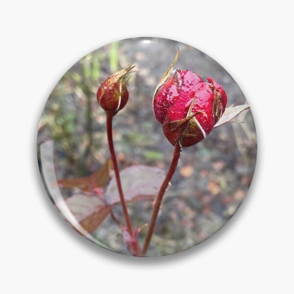 Item preview, Beautiful wet rose designed and sold by ZeenaBlu.